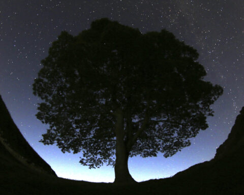 Britain's famous Sycamore Gap tree is gone. 2 men accused of cutting it down are going on trial