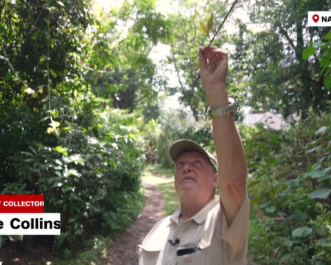 'You could say it's an obsession': Man shows collection of over 4 million butterflies