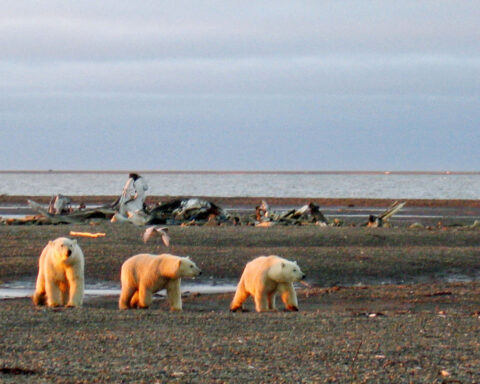 US to offer minimum acreage required at Alaska oil and gas auction