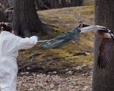 Rescuers rush to save geese and ducks soaked in oil due to spill in Boston river