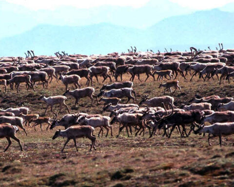 Biden's approval of an oil lease sale will keep the door open to drilling in Alaska's Arctic refuge