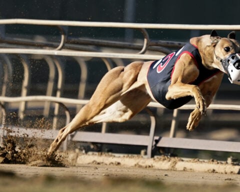 Greyhound racing is increasingly rare worldwide. New Zealand now plans to outlaw the practice