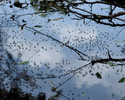 Record dengue outbreak in Americas kills 7,700 this year, PAHO says