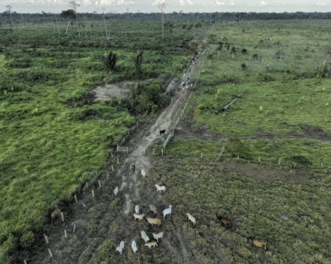 Brazilian beef and leather companies fall short in tackling deforestation, a study finds