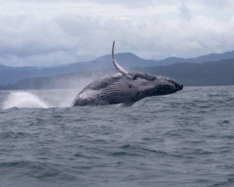 Male humpback whale makes record-breaking migration