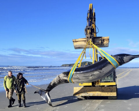 New Zealand scientists suspect specimen of world's rarest whale died from head injuries