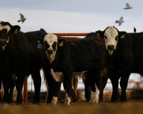 USDA does not expect to resume Mexico cattle imports before holidays, chief veterinary officer says