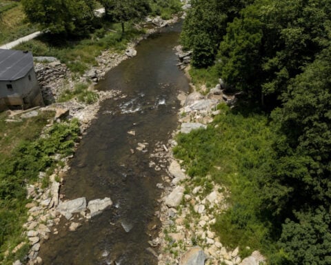 Feds propose protection for giant salamanders devastated by Hurricane Helene