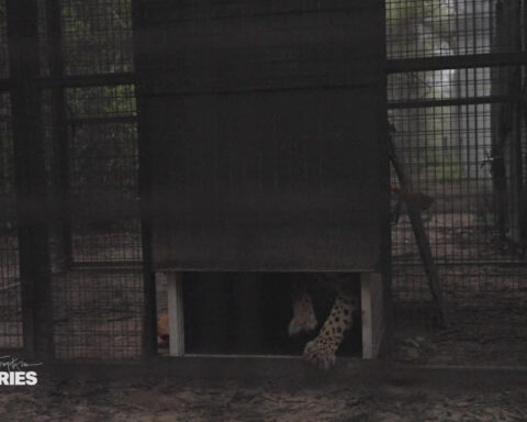 Watch a wild jaguar take her first steps into a new future