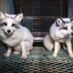 Activists release images of foxes at Finnish fur farms to push EU to ban the trade