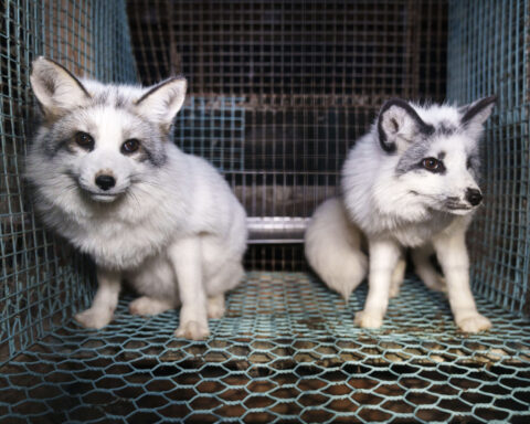 Activists release images of foxes at Finnish fur farms to push EU to ban the trade