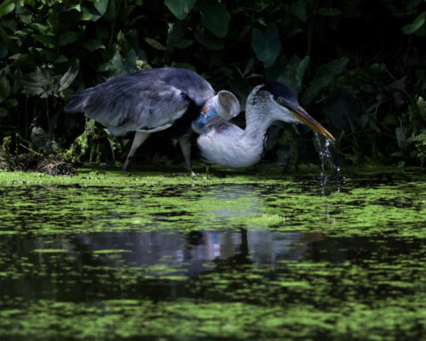 Brazil heron takes flight after plastic cup removed from throat