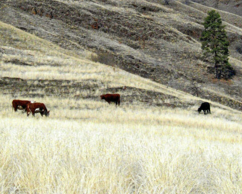 After wildfires, ranchers face 2-year delay to graze cattle on federal land – is it doing more harm than good?