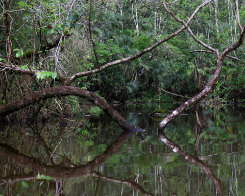Ecuador completes $1.5 billion debt swap for Amazon conservation
