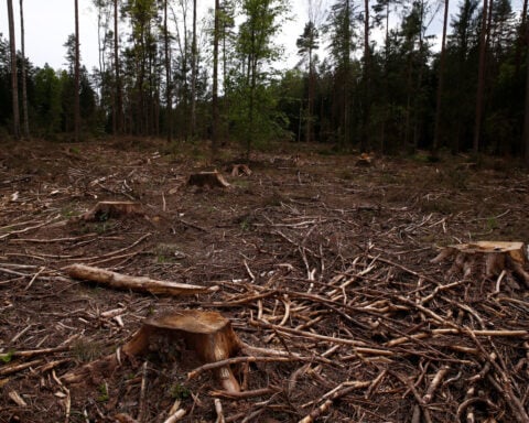 EU Parliament gives final approval to deforestation law delay