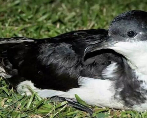 Hawaiian Electric installs devices to protect native birds from power lines