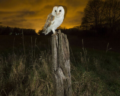 An owl’s ‘shocking’ color should hinder hunting. Scientists may have figured out why it works