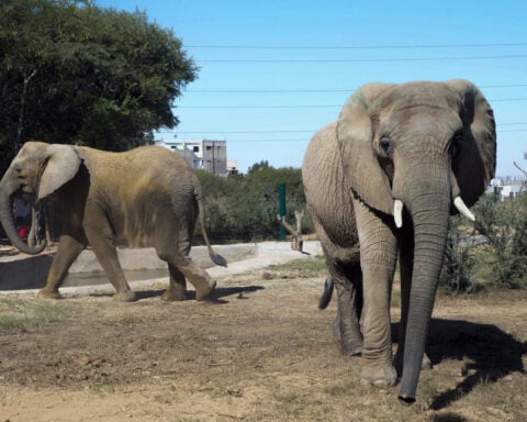 Animal welfare group says bacterial infection killed Sonia the elephant in Pakistan