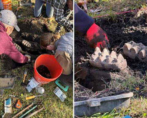 New York homeowner’s yardwork reveals mastodon jaw