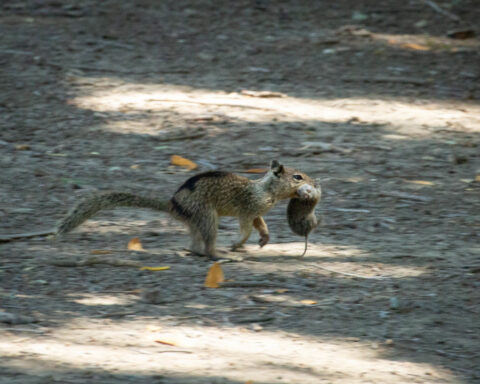 California squirrels are eating another rodent for the first time, new study finds