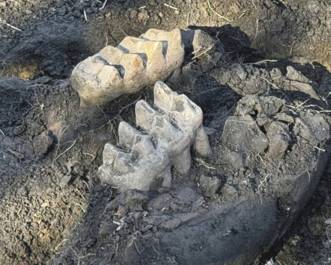 New York man finds mastodon jaw while gardening in his backyard