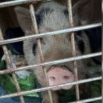 "Porky" the runaway pig captured by Bucks County police after more than a month on the run