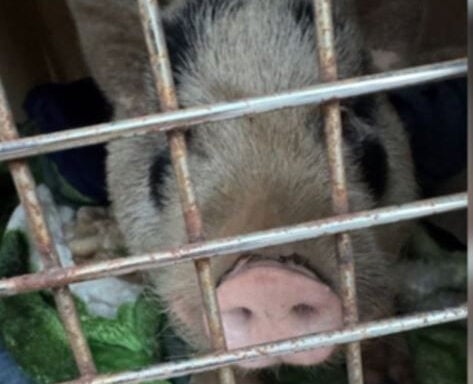 "Porky" the runaway pig captured by Bucks County police after more than a month on the run