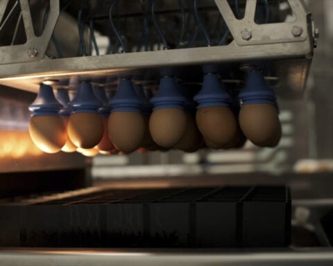 The US egg industry kills 350 million chicks a year. New technology offers an alternative