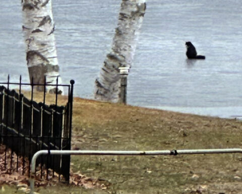 A 20-year-old blind cat is rescued from an icy Massachusetts pond after some quick thinking