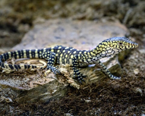 LA Zoo hatches first-ever perentie lizards, one of largest lizard species in the world