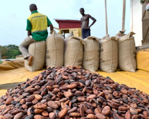 How a hedge fund exodus reshaped global cocoa markets 