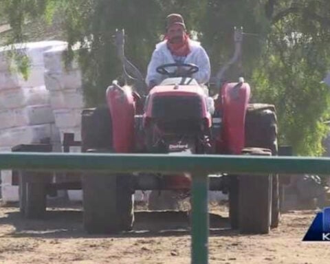 Bird flu devastates California hatchery: Thousands of ducks, geese and eggs lost