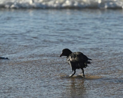 Volunteers battle to clear spilled oil on Russia's Black Sea coast