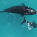 Whales can live way longer than scientists had thought, with potential lifespans as much as double previous estimates