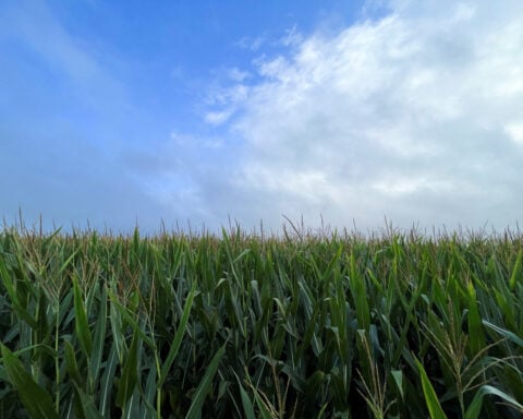 Trade panel rules in US favor in Mexico GMO corn dispute case