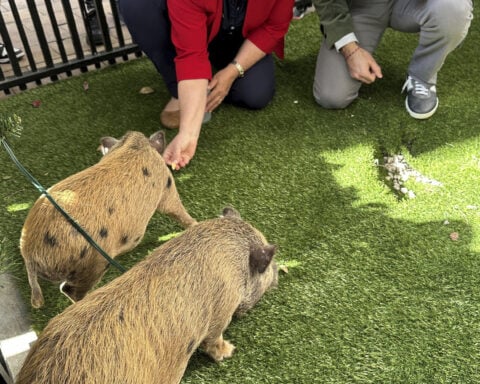 Baby pigs get Christmas pardon from Florida mayor in a Cuban twist on White House turkey tradition