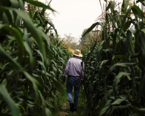 Mexican president confident Congress will ban planting GM corn in 2025