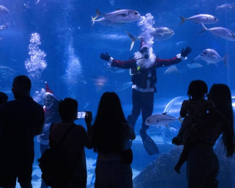 Santa Claus joins sharks for a holiday swim at a Rio de Janeiro aquarium