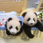 Pandas An An and Ke Ke celebrate their 1st Christmas in Hong Kong