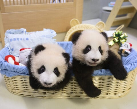 Pandas An An and Ke Ke celebrate their 1st Christmas in Hong Kong