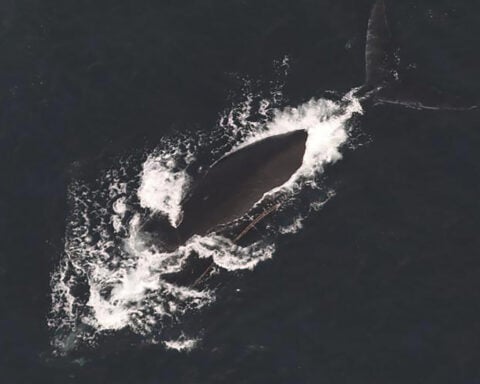 Third entangled endangered whale spotted in span of a week off East Coast