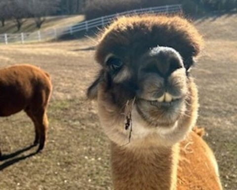 Santa swaps reindeer for alpacas at North Carolina farm