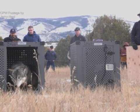 Colorado livestock industry petitions for pause on upcoming wolf release