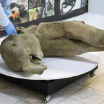 Baby mammoth found in Russian crater is the world’s ‘best’ preserved, says scientist