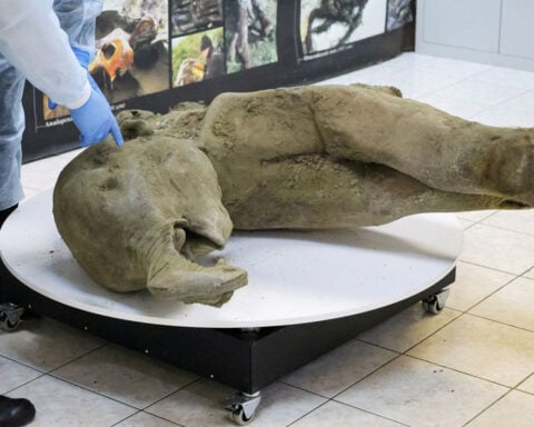 Baby mammoth found in Russian crater is the world’s ‘best’ preserved, says scientist