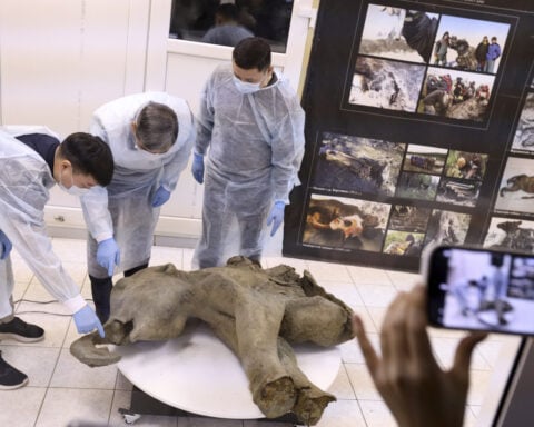 Baby mammoth preserved for 50,000 years is unveiled in Russia's Siberia