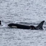 Orca carried her dead calf for 17 days. She now has a new baby