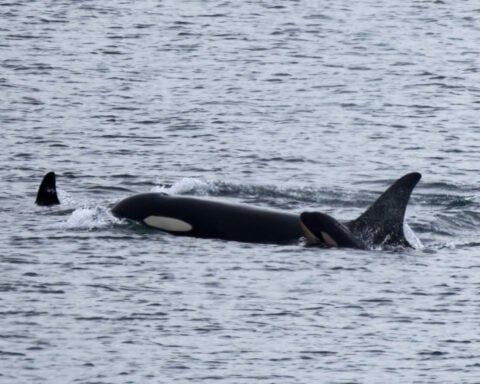 Orca carried her dead calf for 17 days. She now has a new baby