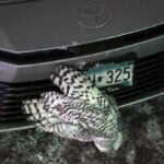 Snowy owl rescued from car grille by Minnesota woman who saved another bird hours earlier