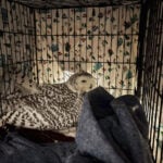 Snowy owl rescued from car grille by Minnesota woman who saved another bird hours earlier